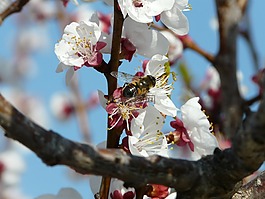 授粉,蜜蜂,花