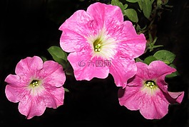 花,植物區(qū)系,自然