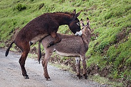 驢,動物,哺乳動物