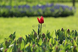 花卉,伊斯坦布爾,性質(zhì)