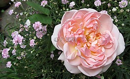 花,植物區(qū)系,花園