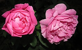 花,玫瑰,花瓣