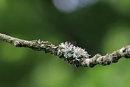 編織,科,綠色