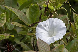 白,花,自然