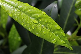 櫻桃月桂樹,雨滴,綠色