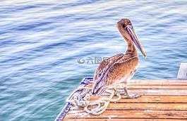 鵜,鳥,野生動物