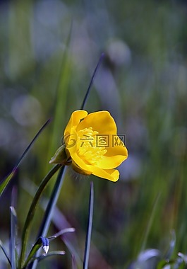 性質(zhì),花,廠