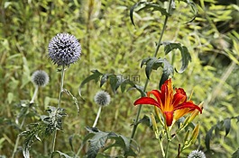 植物區(qū)系,花,盛開(kāi)