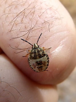 bug,手指,詳細(xì)