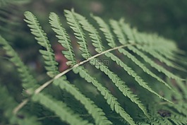 蕨类,ferns,厂