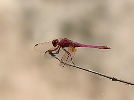 蜻蜓,分支机构,菇trithemis