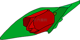 郁金香,花,植物