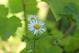 洋甘菊,花,自然