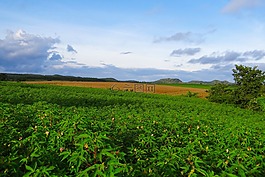 培養(yǎng),棉花,玉米