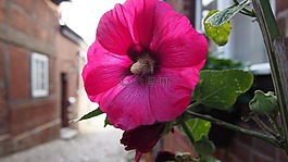 花,胡同,植物