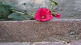 花,道路,人行道