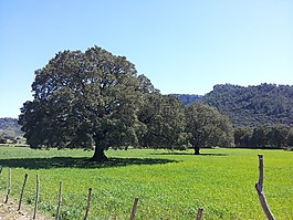 樹(shù),綠色,自然