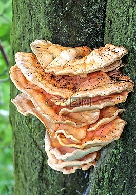 樹,秋季,性質(zhì)