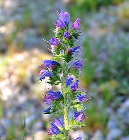 藍薊,春天的花朵,野花