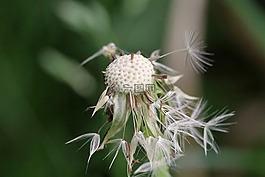 蒲公英,濕,綠色