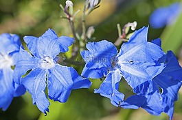 藍(lán)色leschenaultia,leschenaultia葉,花
