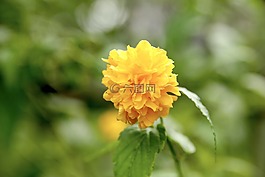 鮮花,黃色,綠色