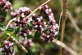 花,性質(zhì),廠