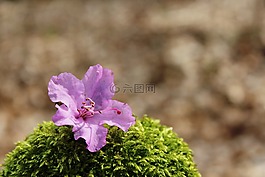 开花,紫,粉红色
