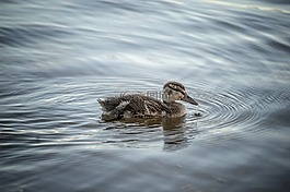 鴨,鳧,水