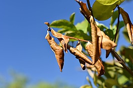 性質(zhì),葉,樹