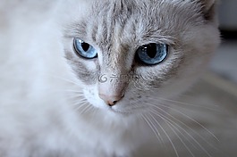 蓝色的眼睛,木佐,猫