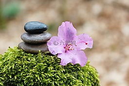 杜鵑花,石樁,堆棧