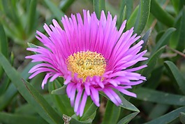 粉紅色的地毯,delosperma cooperi,花