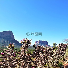 仙人掌,鮮花,塞多納