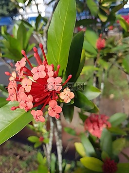 花,紅色,植物