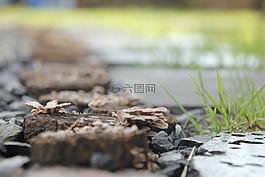 真菌,草,木屑