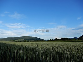 天空,藍(lán)色,谷物