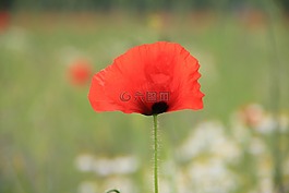 花,廠,鮮花