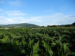 天空,藍(lán)色,綠色