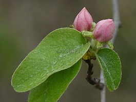 繭,桲,木瓜花