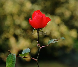 玫瑰,開花,玫瑰綻放