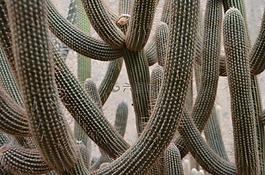 仙人掌,植物,自然