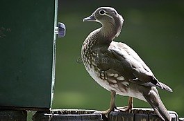 食品,鳥,自動(dòng)