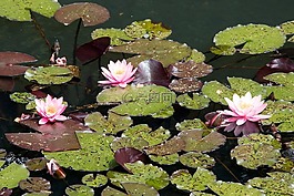 睡蓮,池塘,性質