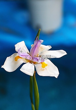 性質(zhì),宏,植物