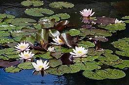 睡蓮,池塘,性質