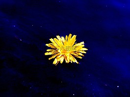 花卉,黃色,藍色
