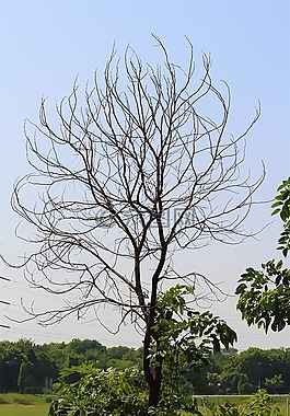 樹(shù),秋,分支機(jī)構(gòu)