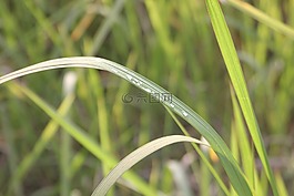草,水珠,植物