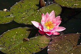 睡蓮,池塘,性質(zhì)